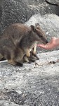 Wallaby rock, wat een schatjes