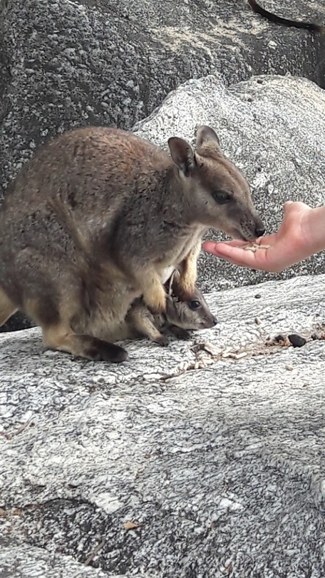 Wallaby rock, wat een schatjes