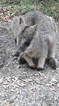 Wallaby rock
