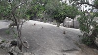 Wallaby rock
