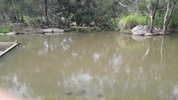 Wallaby rock met turtles