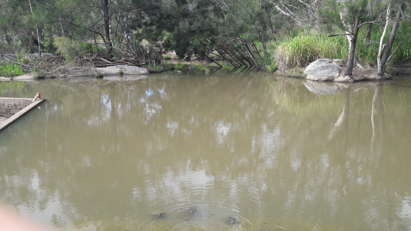 Wallaby rock met turtles
