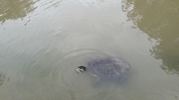Wallaby rock met turtles
