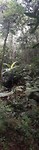 Daintree forrest