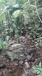 Daintree forrest