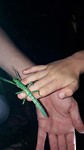 Nachtwandeling; mega fluoriserend groen