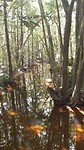 Mangrove