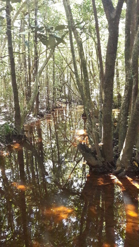 Mangrove