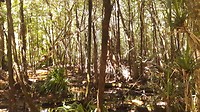 Mangrove