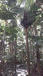 Daintree forrest
