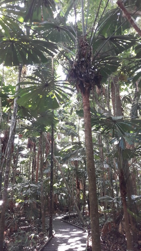 Daintree forrest