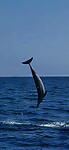 IMG-20250727-WA0022