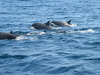 IMG-20250727-WA0027
