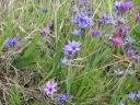 bloemen ,