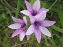 bloemen
