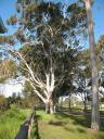 Australische boom