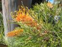 zee , bloemen , en afscheid van Andrei 003