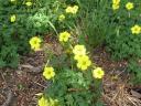 vogels en bloemen in Australie 015