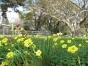 vogels en bloemen in Australie 016