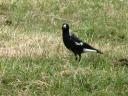 vogels en bloemen in Australie 020