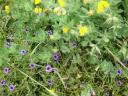 een wandeling 003