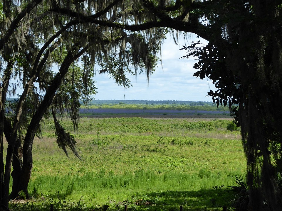 Paynes Prairie Preserve state park