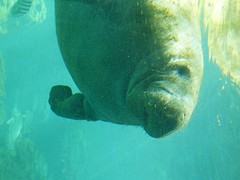 Manatee /  Zeekoe