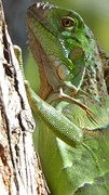 P1020333