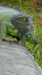Fijn beest langs de kant van de weg