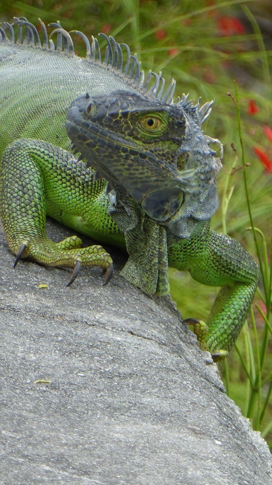 Fijn beest langs de kant van de weg