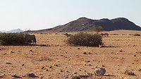 Langs de kilometers lange oprijlaan worden we door oryxen begroet.
