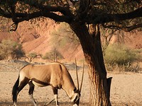 Oryx (spiesbok) voor de deur in Gondwana.