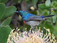 Kolibri
