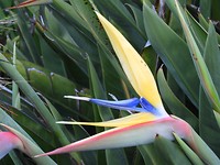 Mandela's Gold strelitzia.