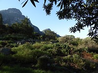 Botanische tuin Kirstenbosch met daarachter Tafelberg