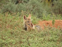 Jonge jakhalzen in Addo