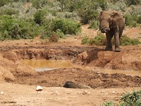 Burenruzie olifant en buffel aan de waterplek (onderin is nog net de buffel te zien)