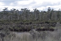 landschap