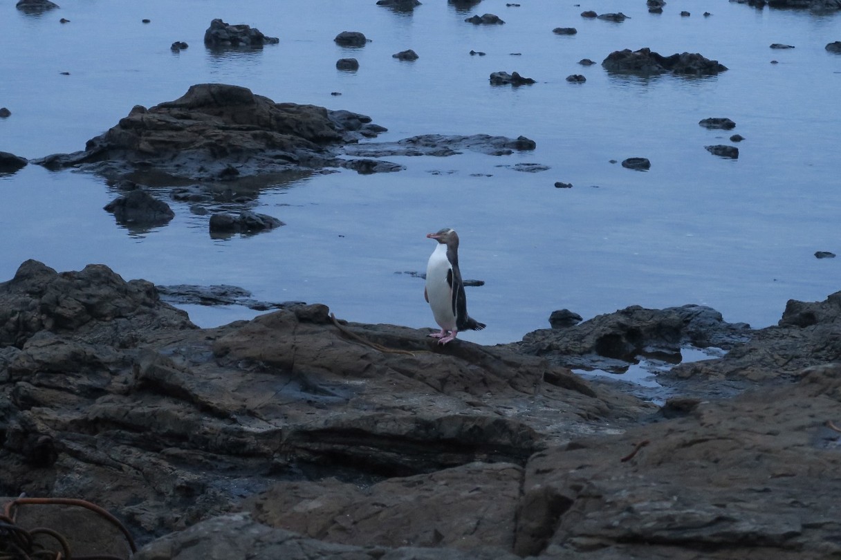 Onze grote vriend de Pinguin