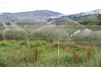 Bij Motueka tuinbouw