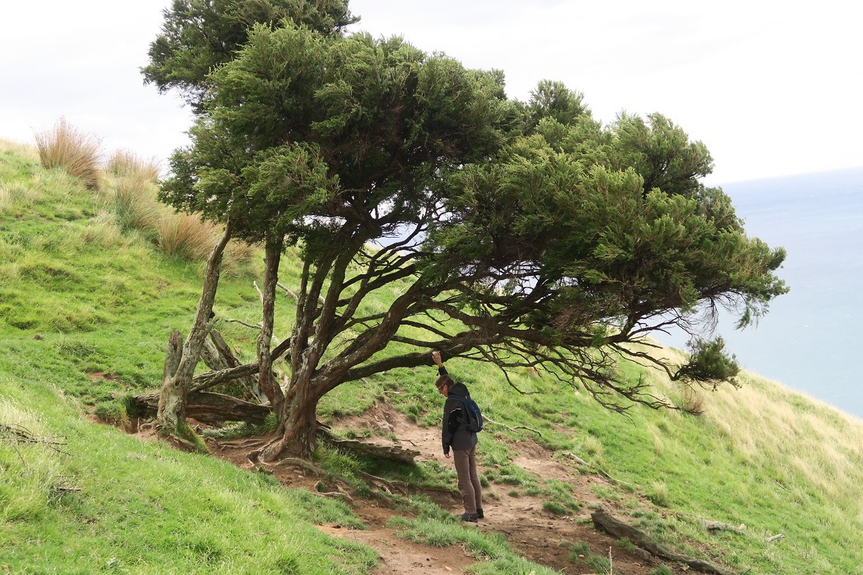Cable Bay goed vasthouden vanwege heftige wind
