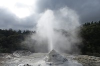 Lady Knox Wai-O-Tapu
