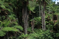 Waimangu Vulcanic Valley
