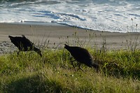 2 x Pukeko aan zee