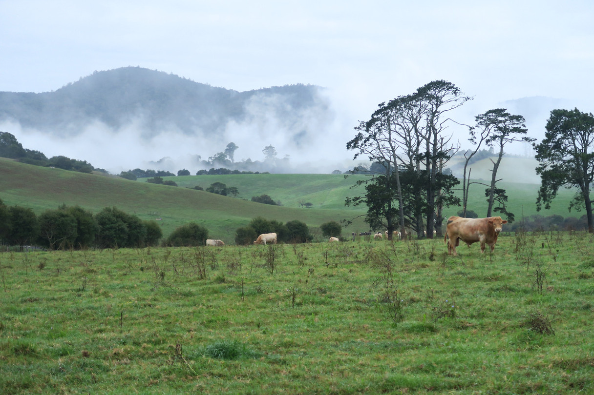 de mist trekt op in Dorrigo