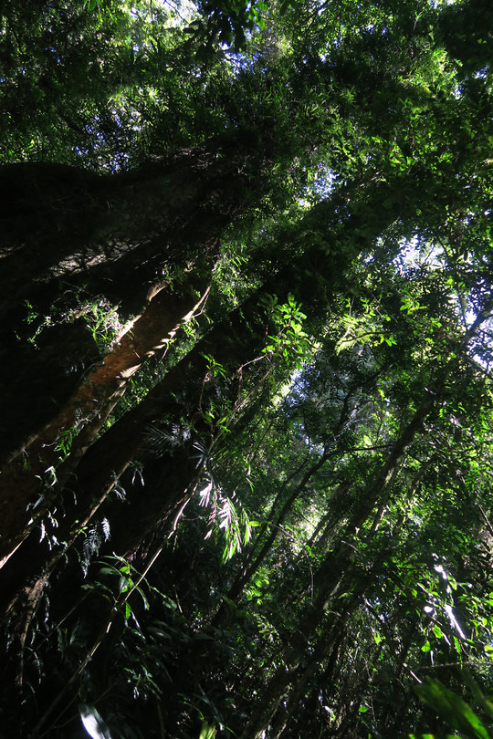 Rainforest