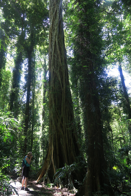 Rainforest