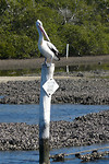 Pelikaan in het oesterveld voor het haventje in Tuncurry
