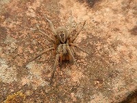 Creepy crawler bij de ruïnes