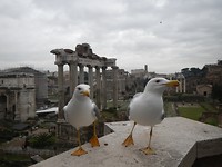 Roman Forum